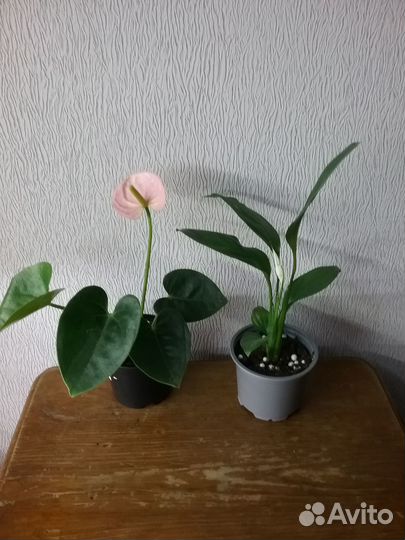 Набор комнатных цветов