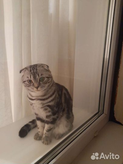 Вязка шотландский кот