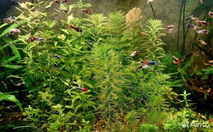 Наборы растений, рыбки, креветки