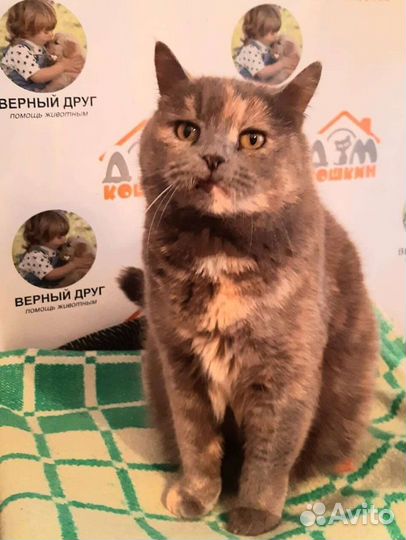 Кошка Люся, стерильная