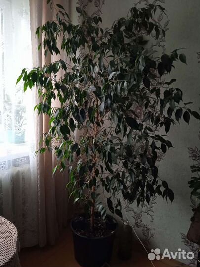 Фикус бенджамина