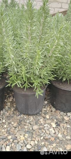 Розмарин в горшке