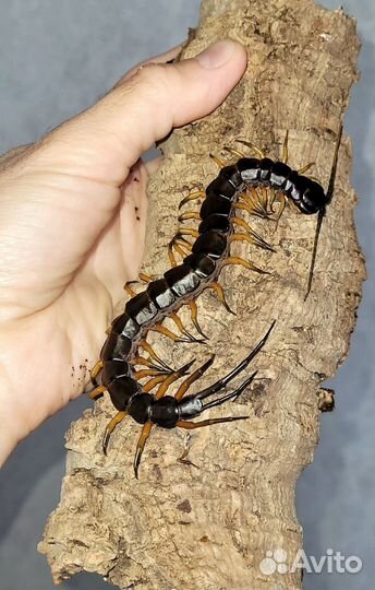 Пауки-птицееды,скорпионы,сколопендры,фрины,телифон