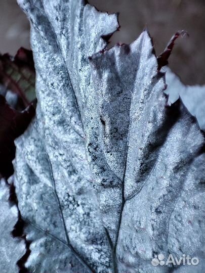 Бегония королевская