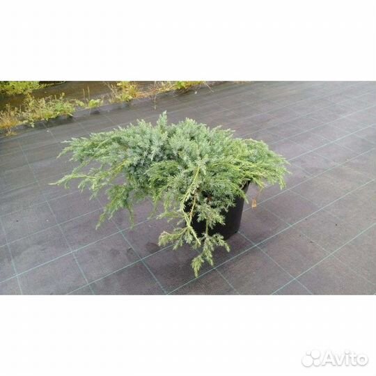 Можжевельник, тис, тсуга, туевик, микробиота