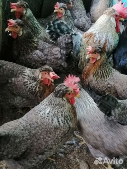 Инкубационное яйцо Легбаров