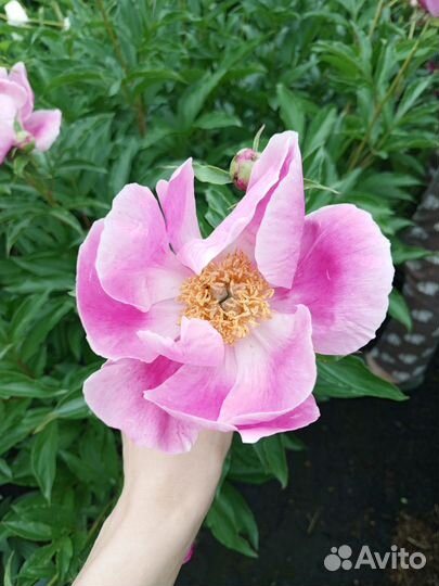 Пионы и ирисы