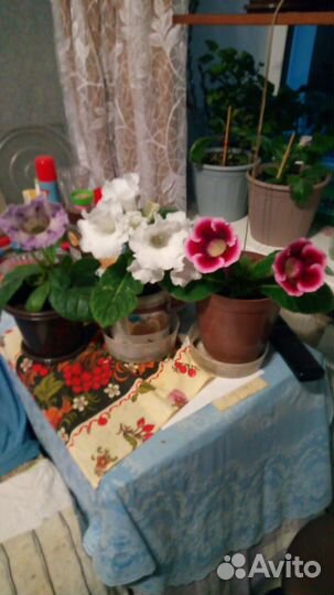 Глоксиния цветущая