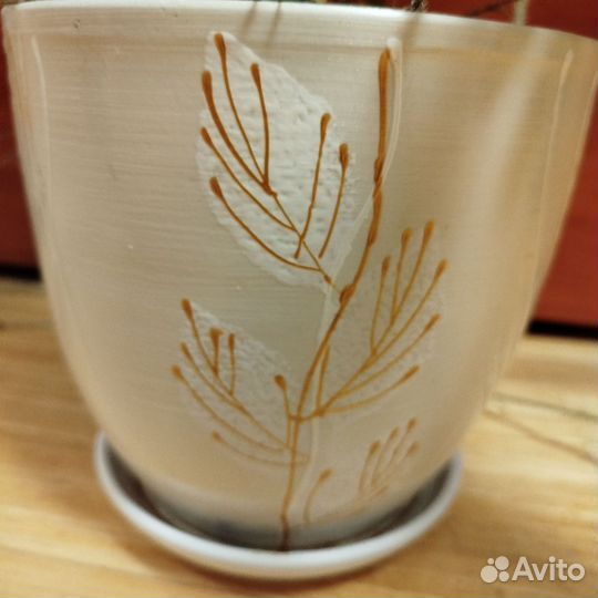 Папоротник нефролепис