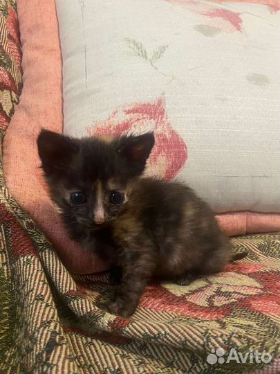 Котята в доброе руки