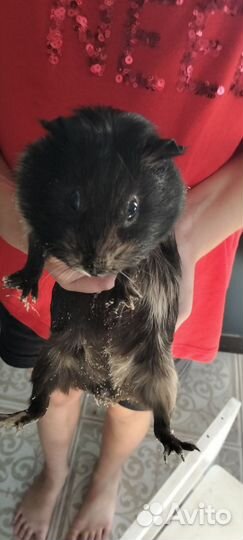 Морские свинки