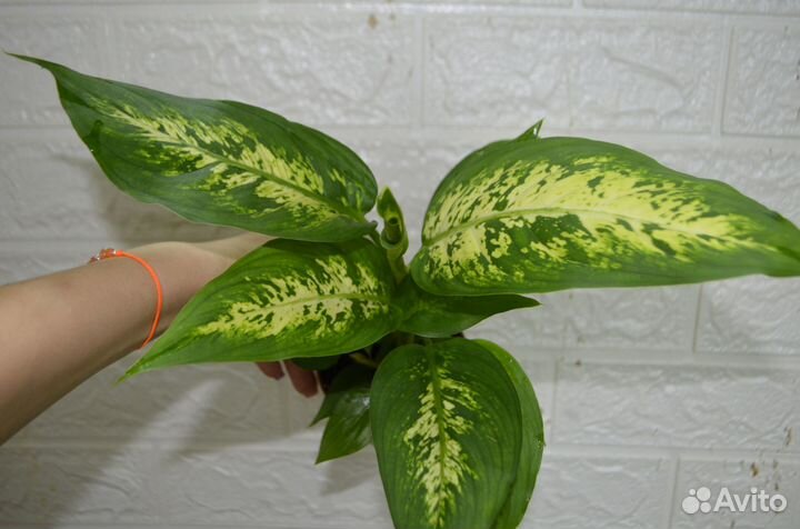 Диффенбахия компакта