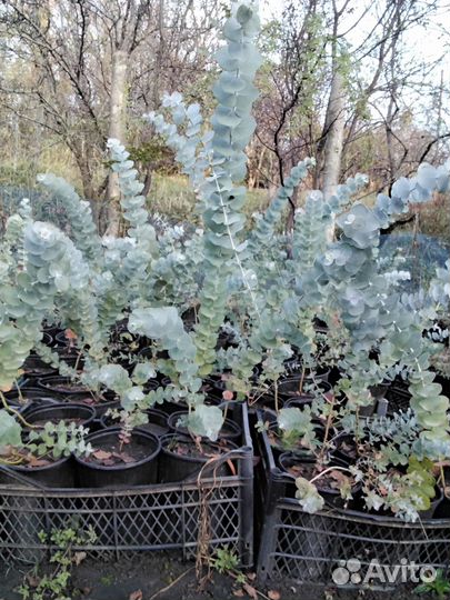 Саженцы эвкалипта