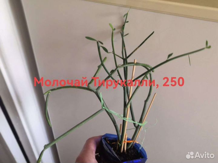 Комнатные растения