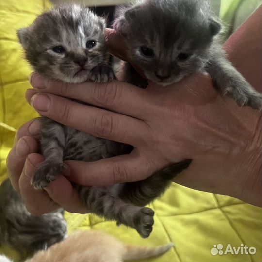 Котята Мей Куна и британца, обычные 2 котенка