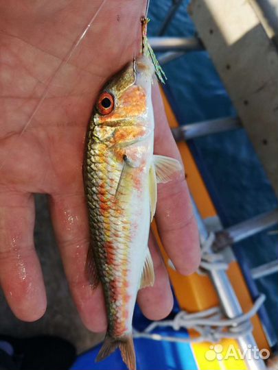 Морская рыбалка