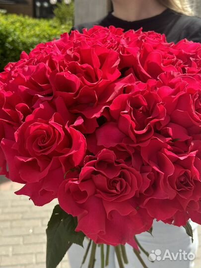 Роза малиновая французская