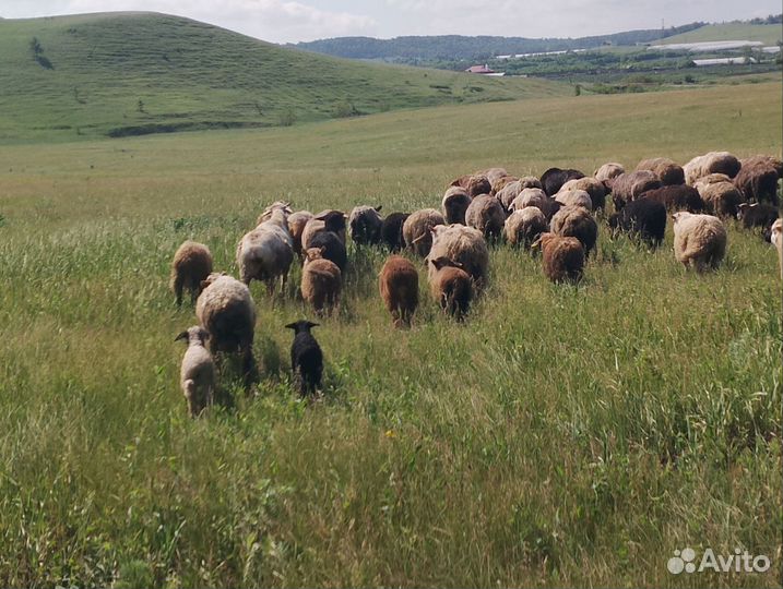 Овцы бараны ягнята романовские