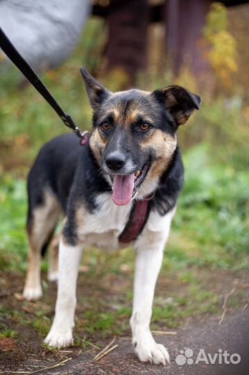 Собака в дар