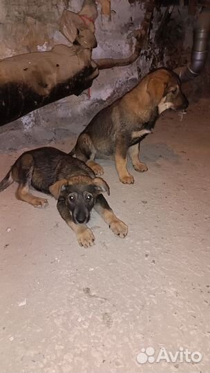 Чудесные щеночки