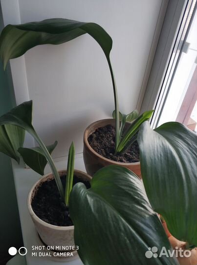 Эухарис амазонская лилия