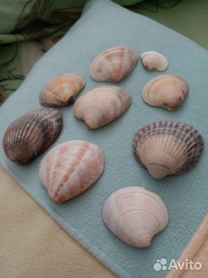 Ракушки с моря