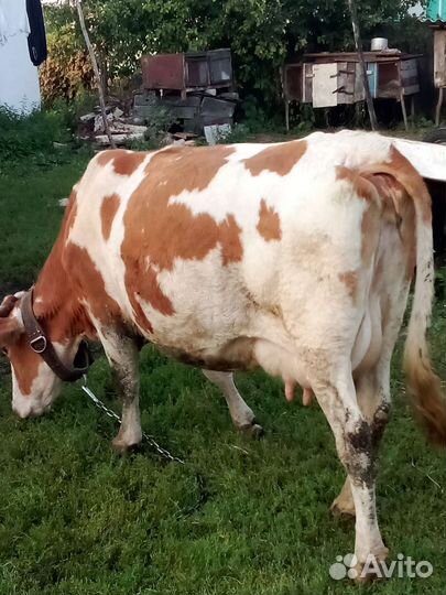 Коровы дойные молочные