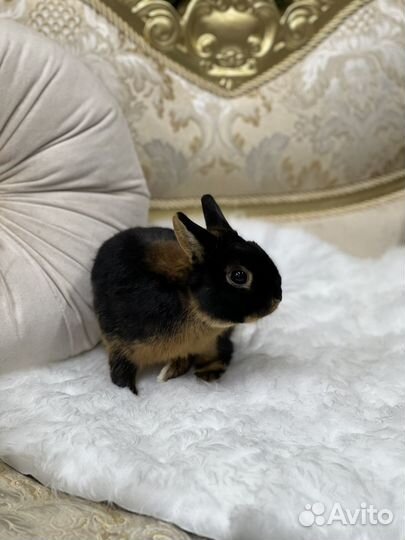 Кролики миниатюрные ручные