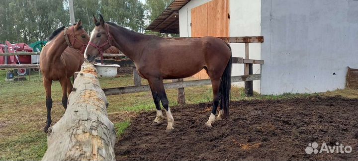 Постой для лошадей