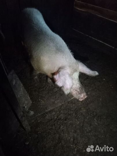 Хряк ландрас