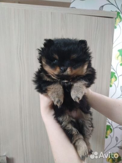 Померанский шпиц медвежьего типа