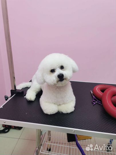 Груминг, стрижка собак