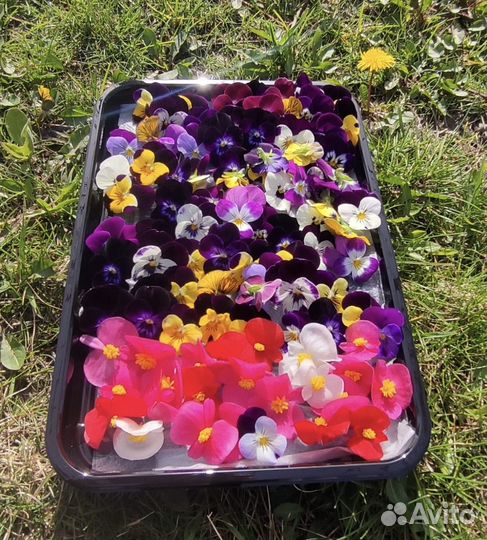 Пишевые (съедобное) цветы