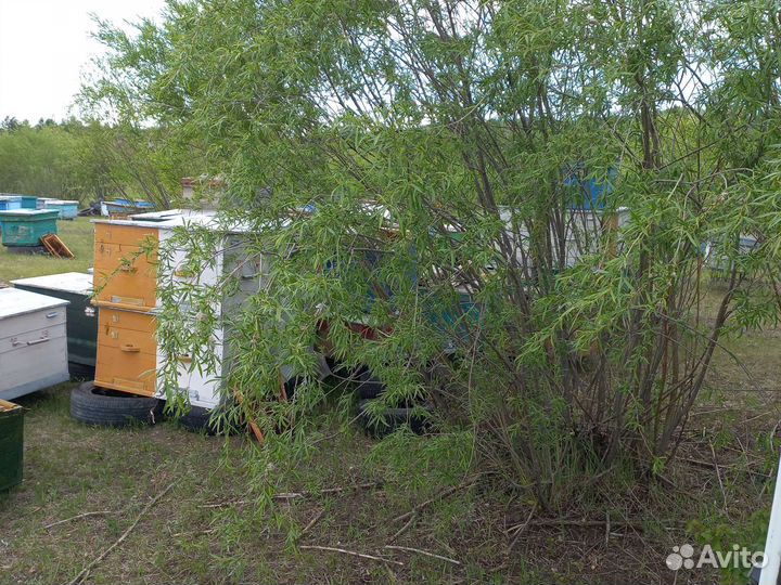 Пчелы, пасека