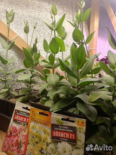 Растения цветы для сада