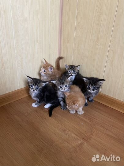 Котята мейн-кун