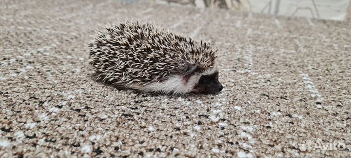 Африканский ежик