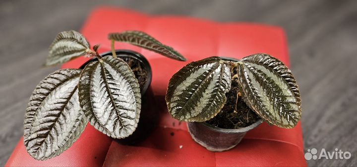 Хлорофитум, пилея, седум буритто комнатные цветы