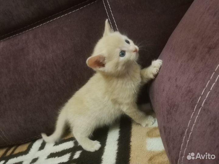 Котенок бесплатно