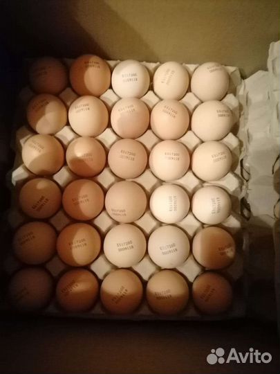 Инкубационное яйцо бройлера кобб 500 и другие