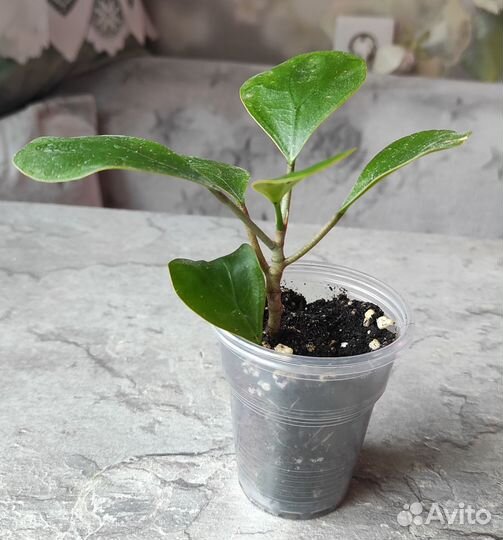 Фикус дельтовидный голден ливз