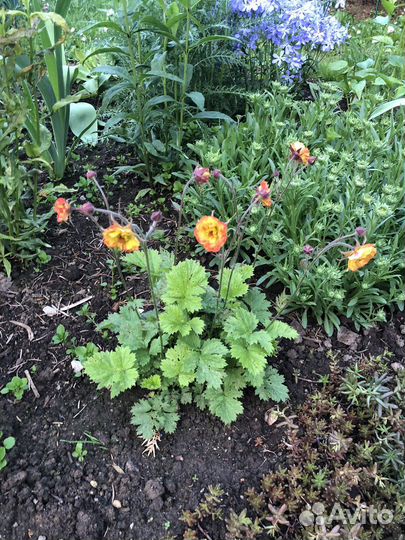 Гравилат садовый