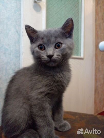 Британцы котята отдам