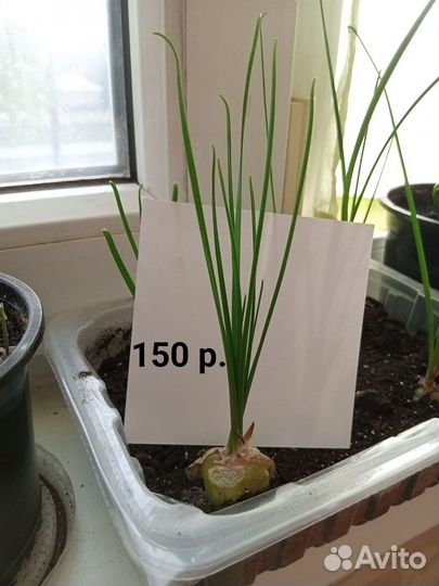 Альбука спиралис