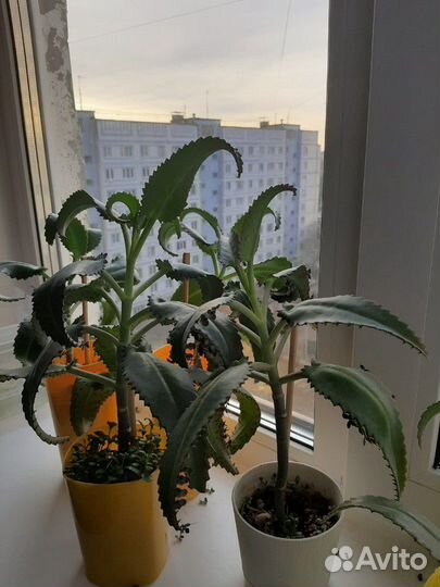 Каланхоэ чихунчик