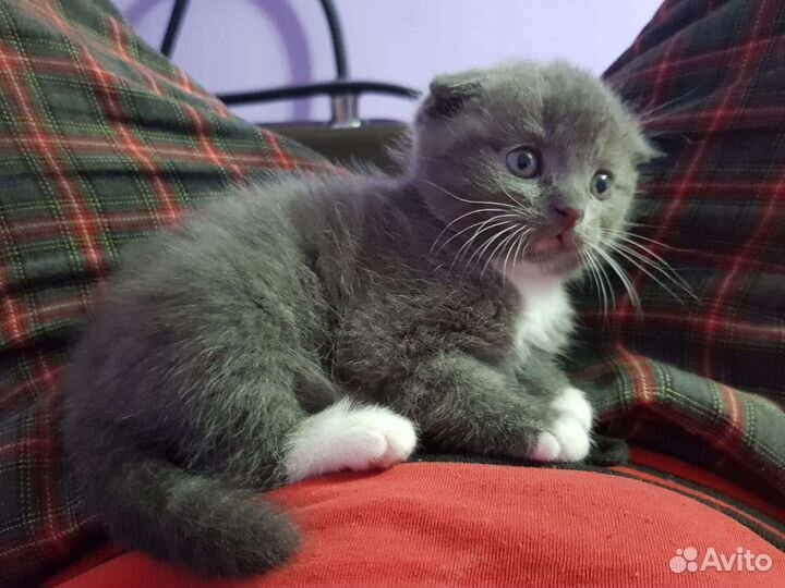 Кошка котята