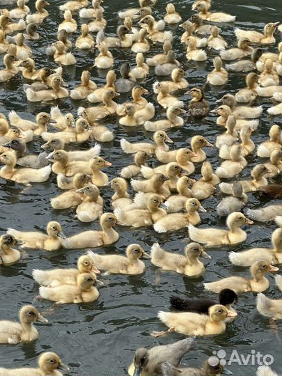 Утята голубой фаворит