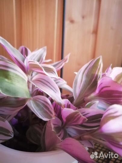 Традесканция