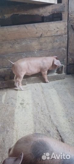 Хрячки на племя