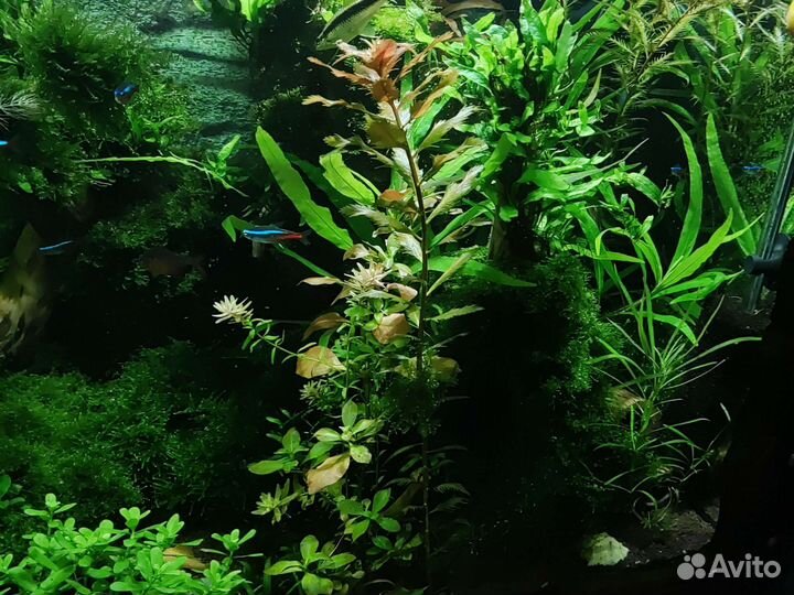 Аквариумные растения